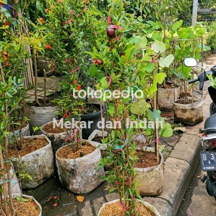 pohon buah delima hitam, bibit tanaman buah delima hitam