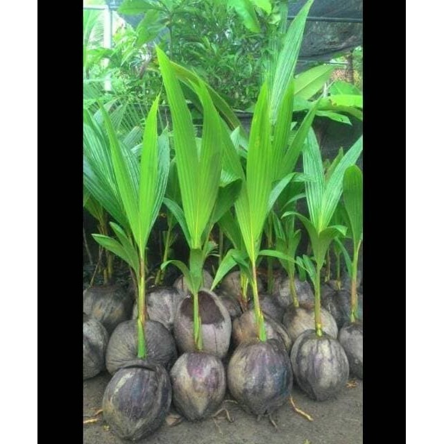 Bibit kelapa pandan wangi asli 1000%