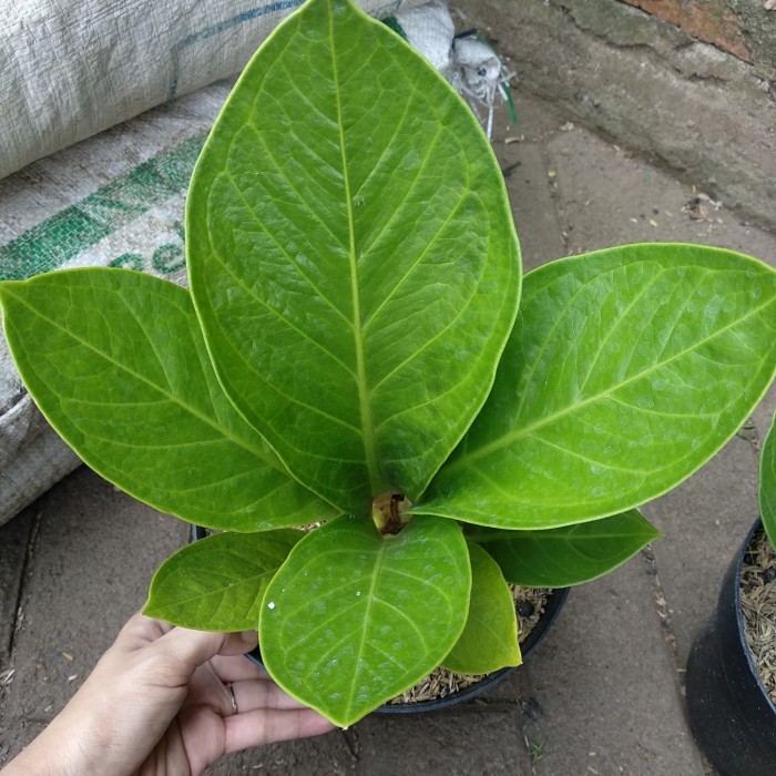 Jemani Kol / Jenmani Kol / Anthurium Jemani kol