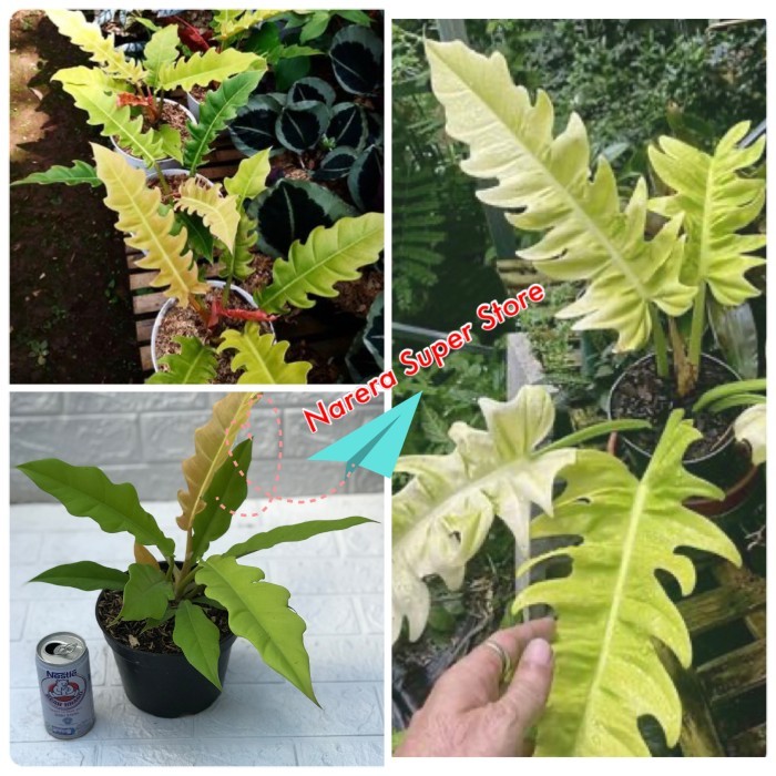 Philodendron Golden Crocodile Saw Real Pict Tanaman Hias Bunga Philo