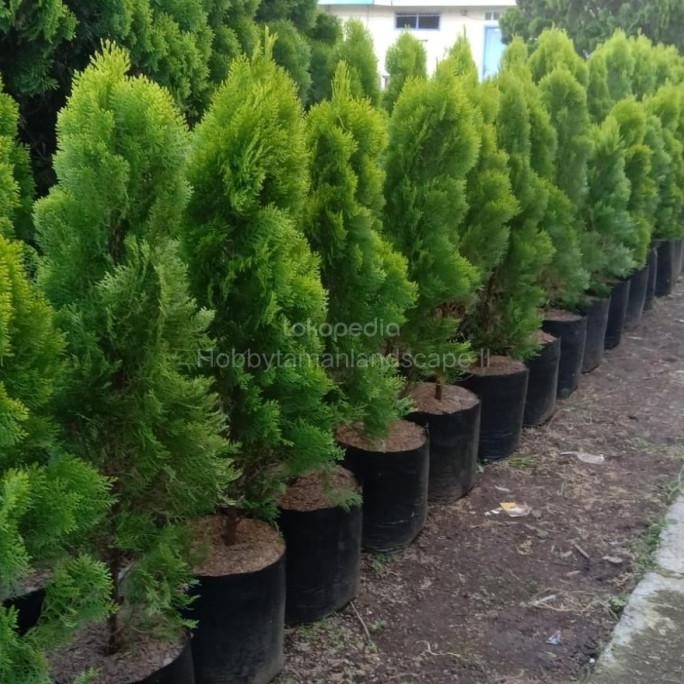 Pohon Cemara Kipas Tinggi 1 Meter Tanaman Cemara Kipas Ready