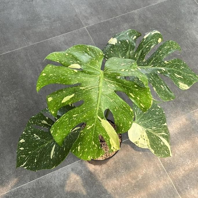 Monstera Monthai Japan Lab Terbatas