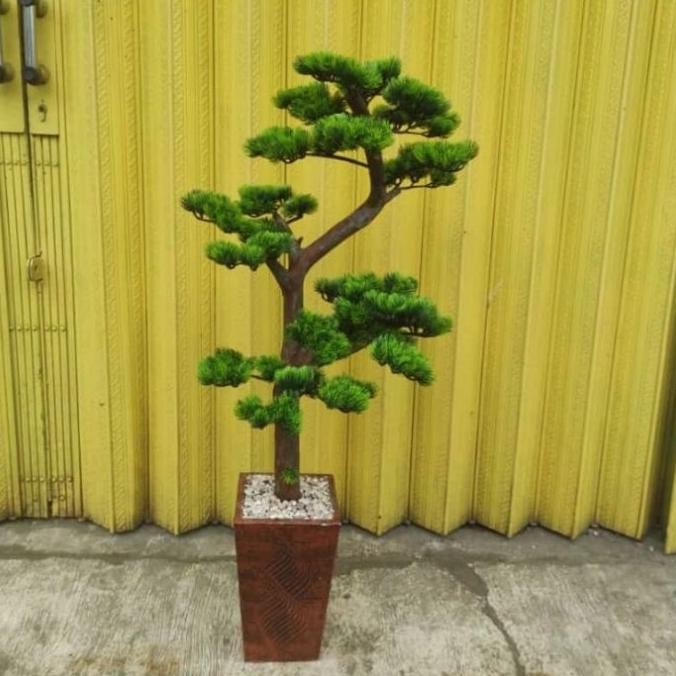 

3Bonzai Cemara Udang Murah!