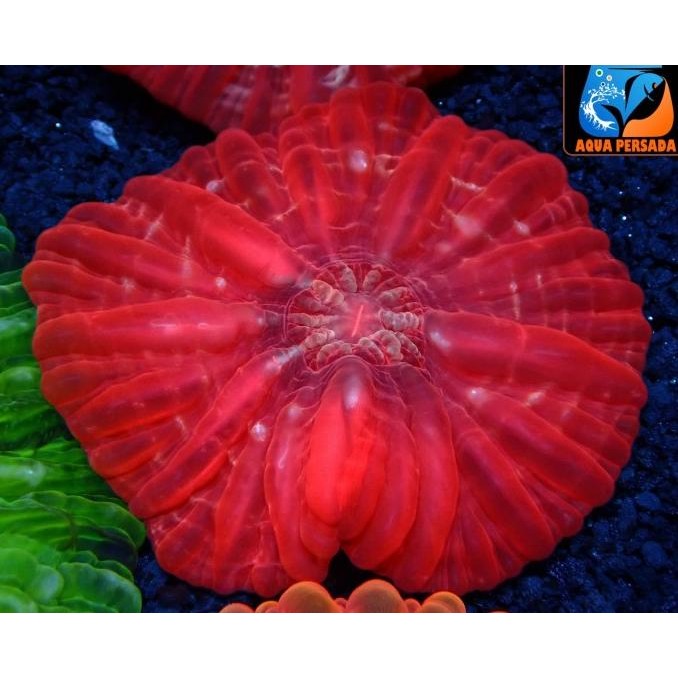 

TERBARU - CYNARINA LACRYMALIS RED NEON