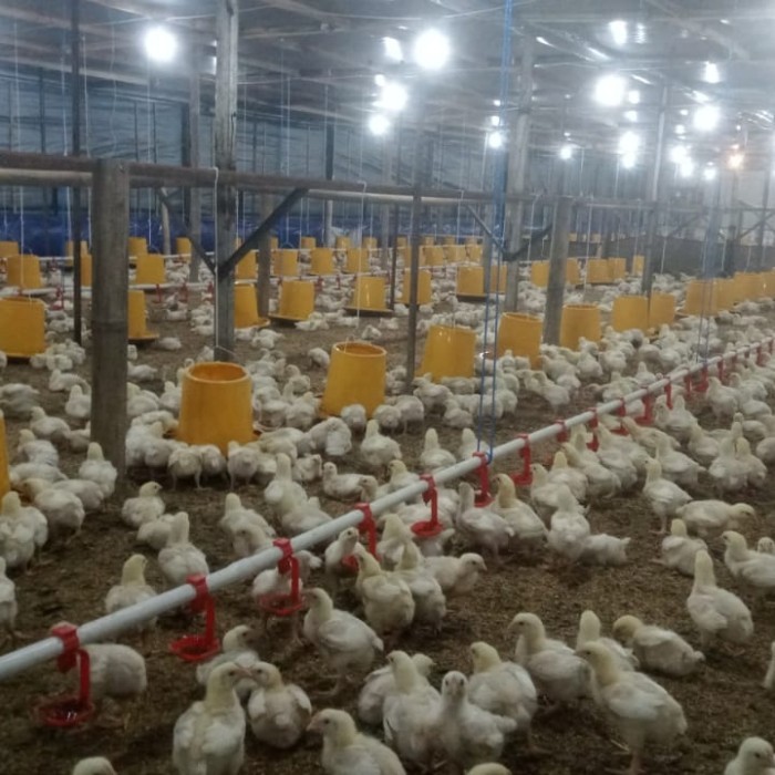 

Dp Daging Ayam Pesanan Daging Terlaris 100 % Original