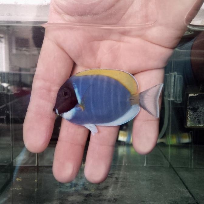

BLUE- BOTANA BIRU / POWDER BLUE TANG SIZE S DAN M
