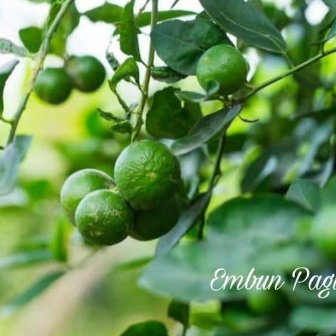 

Tiga Macam Jeruk Unggulan Jeruk Nipis jeruk Purut jeruk limau sambal COD