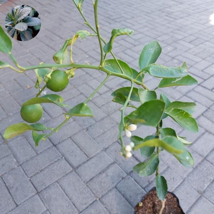 

Tanaman Jeruk Nipis/Jeruk Pecel Sudah Berbuah dan Berbunga Real Pict COD