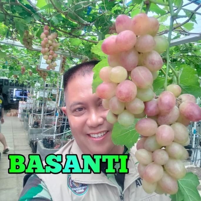 

BIBIT ANGGUR IMPORT BASANTI COD