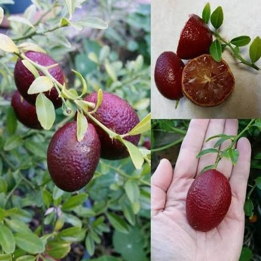 

Tanaman Bibit Jeruk Australian Blood Lime COD