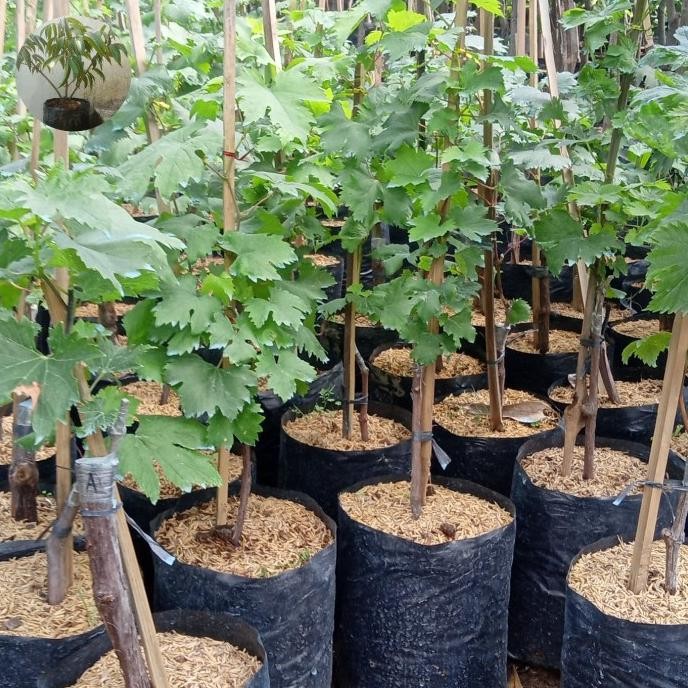 

bibit tanaman buah anggur shine muscat COD