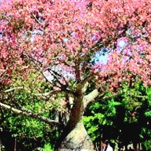 

chorisia speciosa 2 bibit silk floss tree COD