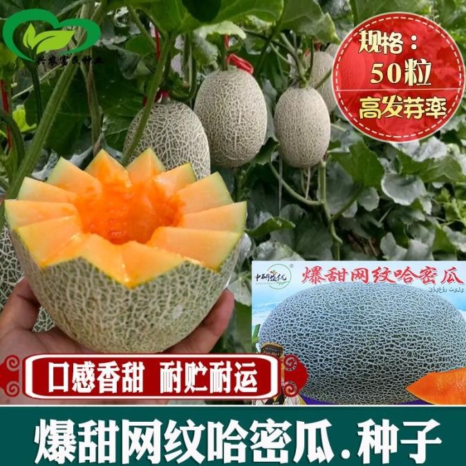 

Melon F1 100 biji Sweet Netted Hami Bentuk Oval Manis dan Cruncy COD