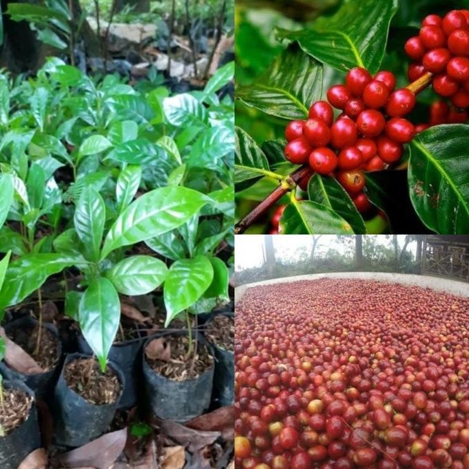 

PAKET 10 BIBIT KOPI ARABIKA SIAP TANAM COD