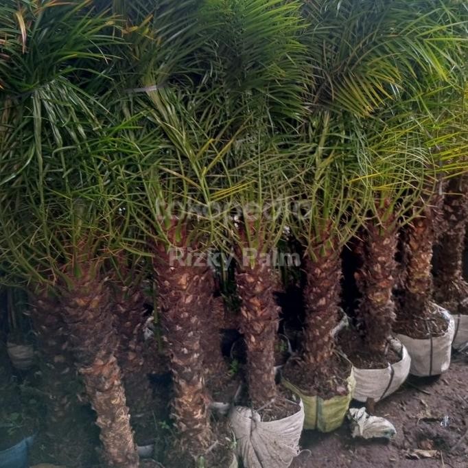 

Palem Phoenix Robellini // Kurma Kerdil COD