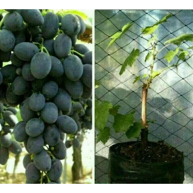 

Bibit anggur black autum royal seedles tanpa biji COD
