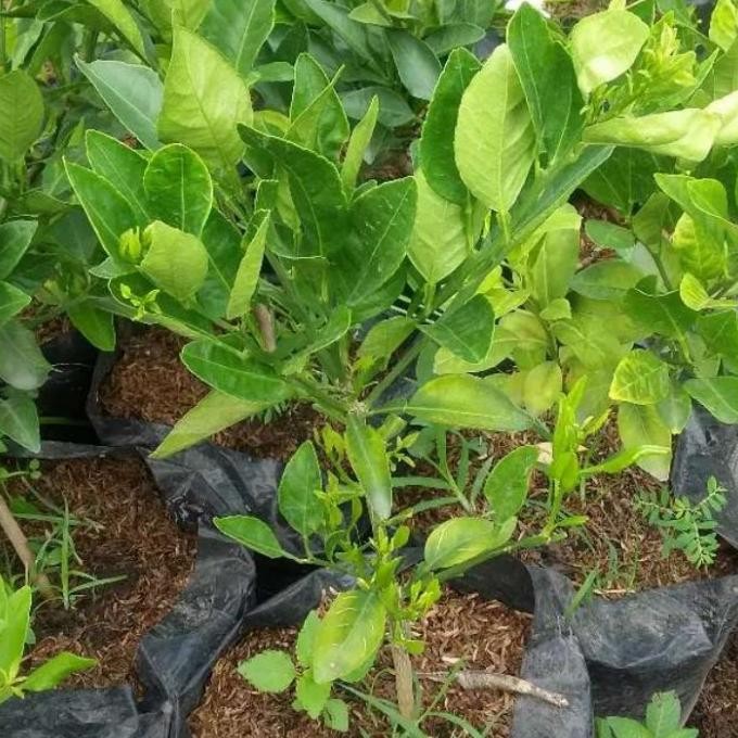 

tanaman jeruk lemon california COD