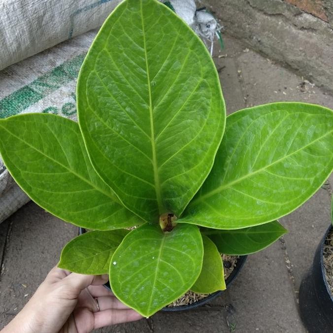 

Jemani Kol / Jenmani Kol / Anthurium Jemani kol COD