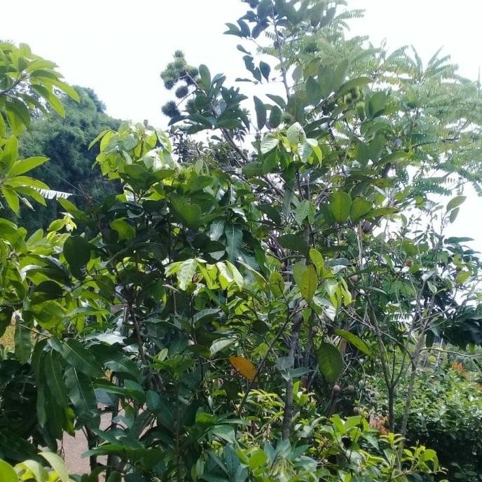 

Pohon Buah Rambutan Binjai Sudah Berbuah. COD