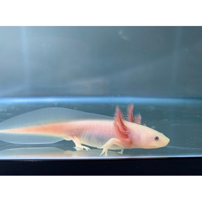 TERBARU AXOLOTL LEUCISTIC MATA HITAM PREMIUM QUALITY IKAN AXOLOTL