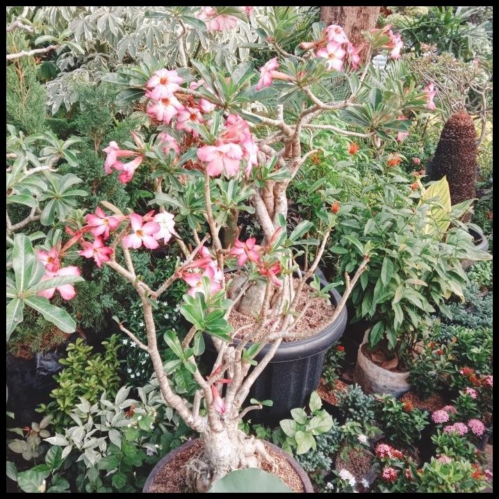 Tanaman Hias Bunga/Pohon Bonsai Kamboja Jepang Langsung Diproses