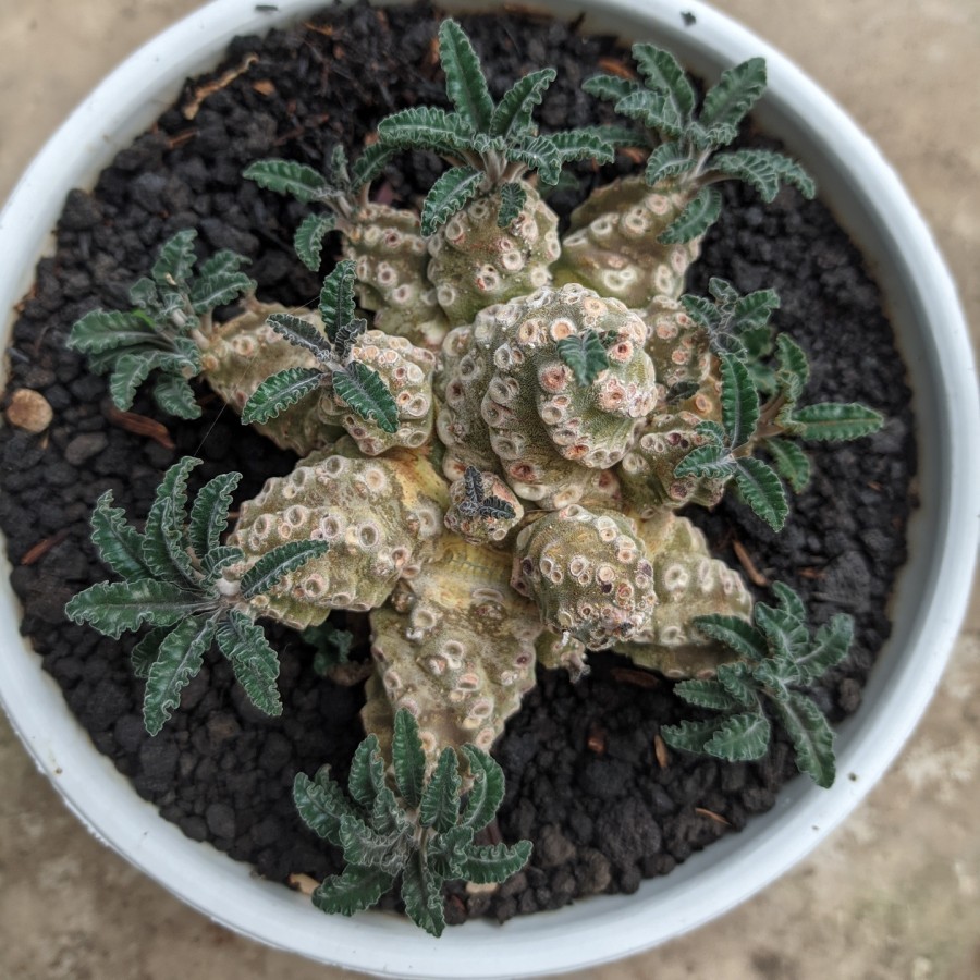 Dorstenia Lavrani Kaktus Sukulen Tanaman Hias