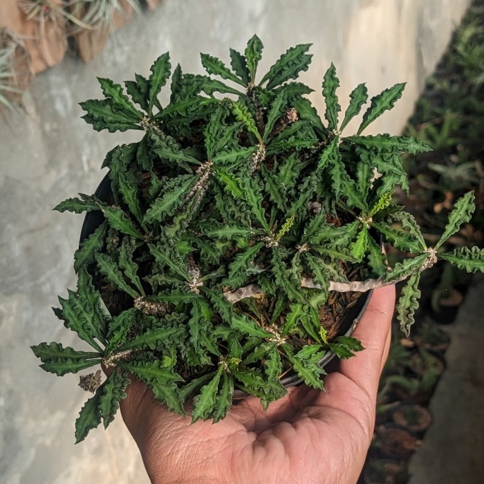 Euphorbia Decary Spesial Form
