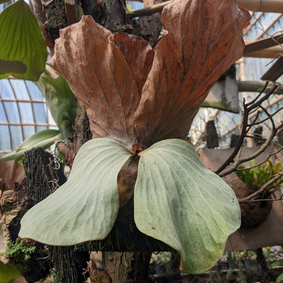 Platycerium elephantotis