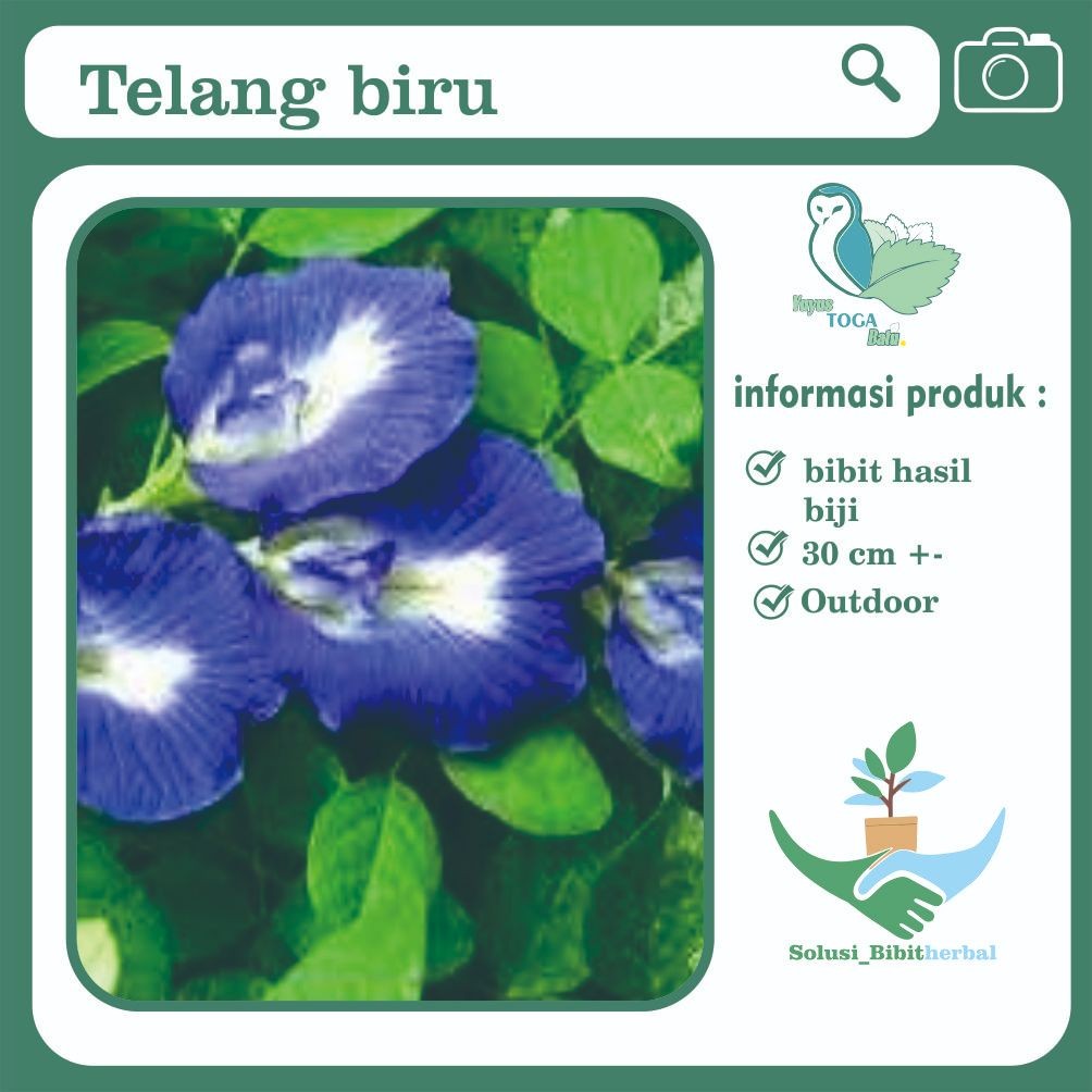 Bunga telang biru herbal teh  biru diet