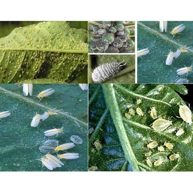 insektisida WINDER 25 WP