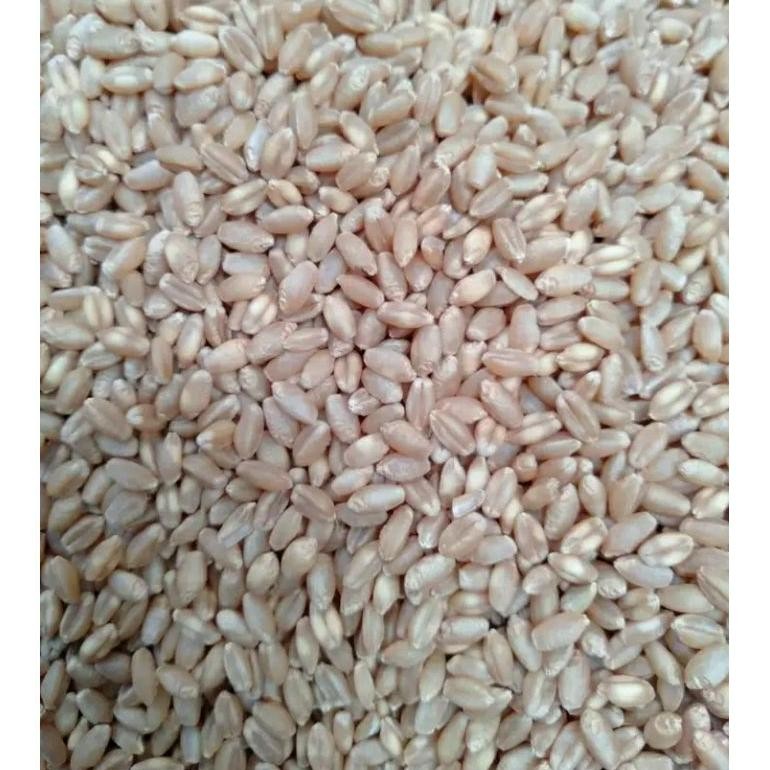 

Kk - 20 KG BIJI GANDUM - BENIH WHEAT GRASS - BENIH CAT GRASS