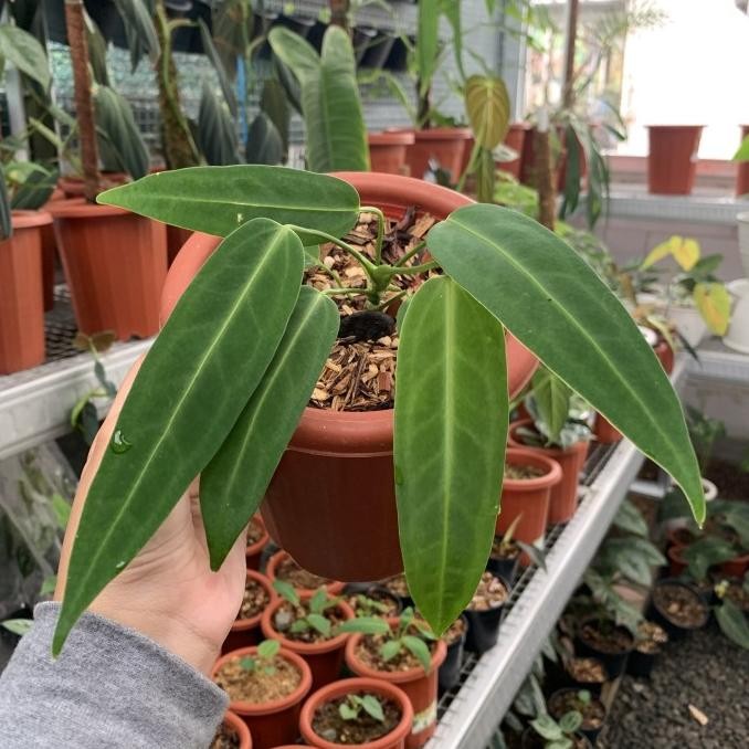 Anthurium Lidah Gajah - Anthurium Warocqueanum