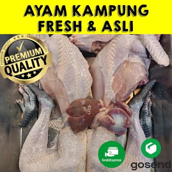 ayam kampung fresh baru potong asli termurah