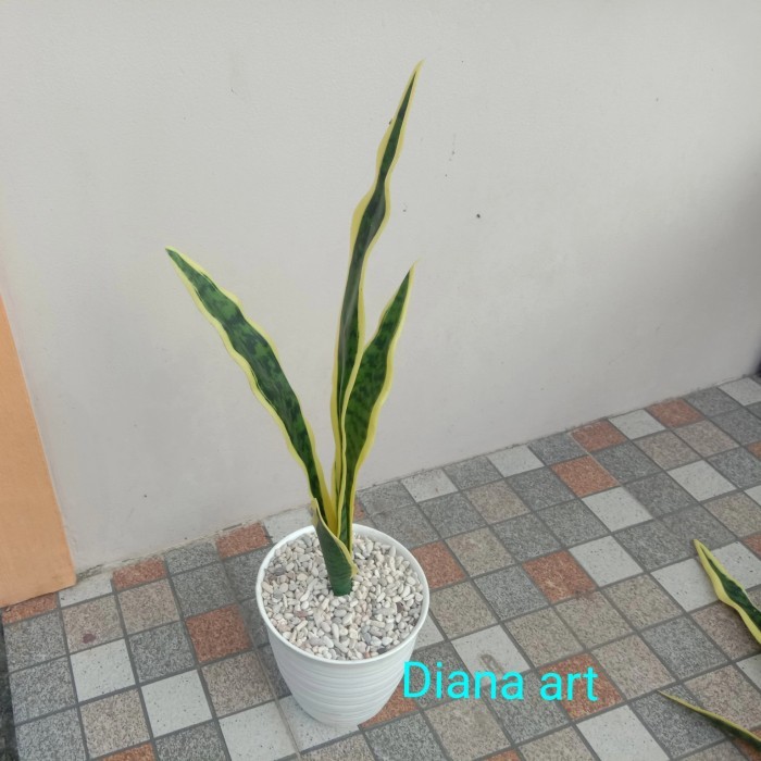 Tanaman Lidah Mertua Palsu#Lidah Mertua Latex#Lidah Mertua Artificial# Promo