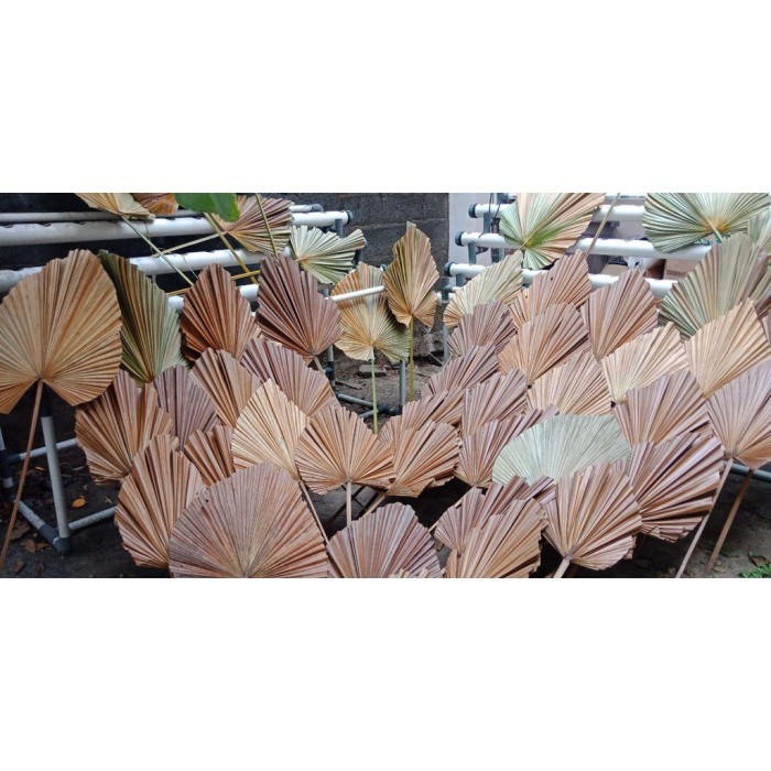Daun Palem Kering Dekorasi Rumah, Daun Interior Hotel, Daun Interior Promo