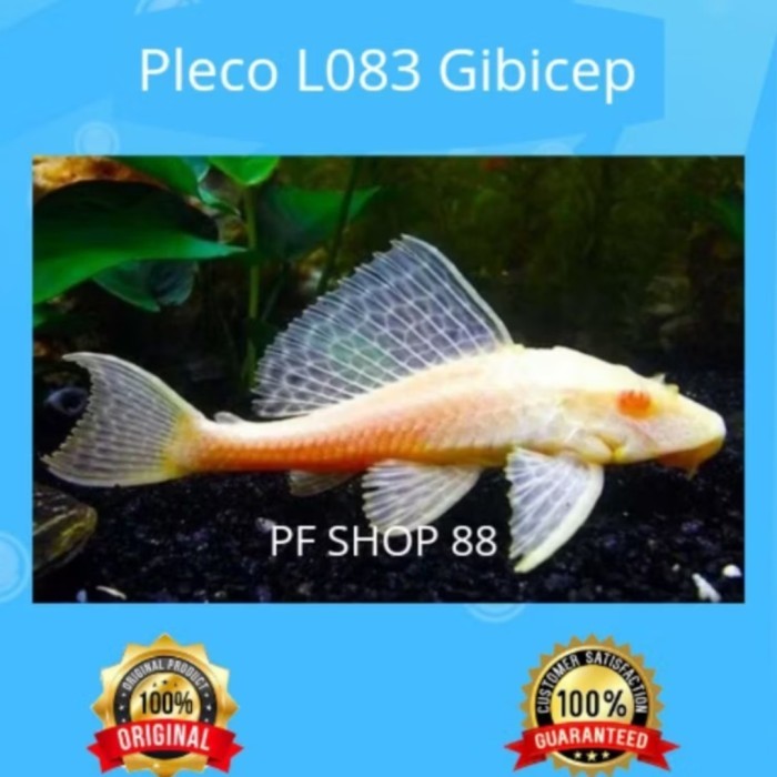 Pleco L083 Gibicep Ikan Hias Sapu Sapu Mentega Bisa Grosir