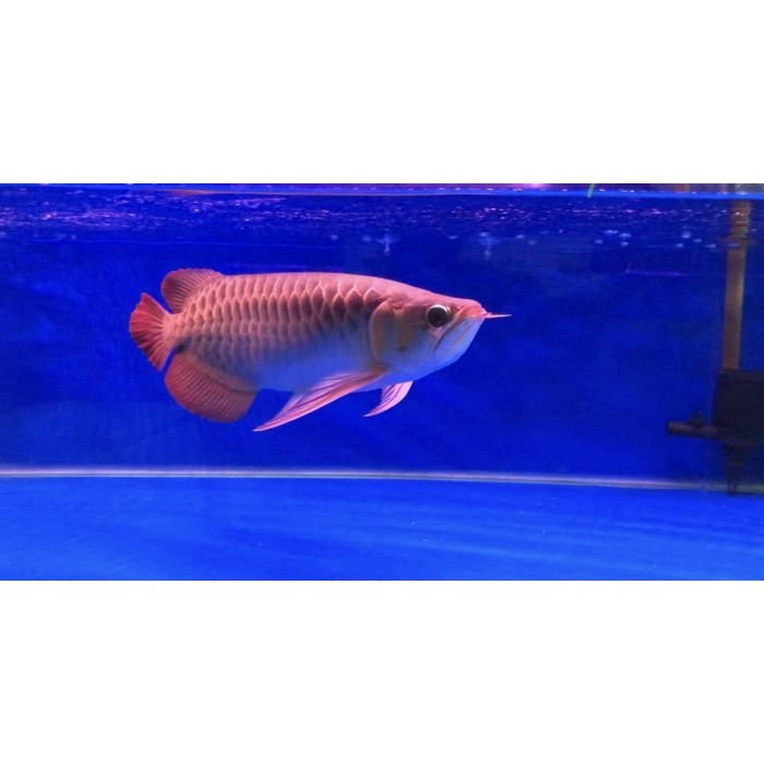 Yanan Superred 40Cm