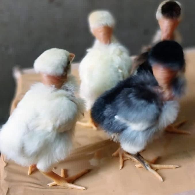 Anak ayam saigon usia 1 minggu/harga per ekor/kuat dan tangguh untuk b