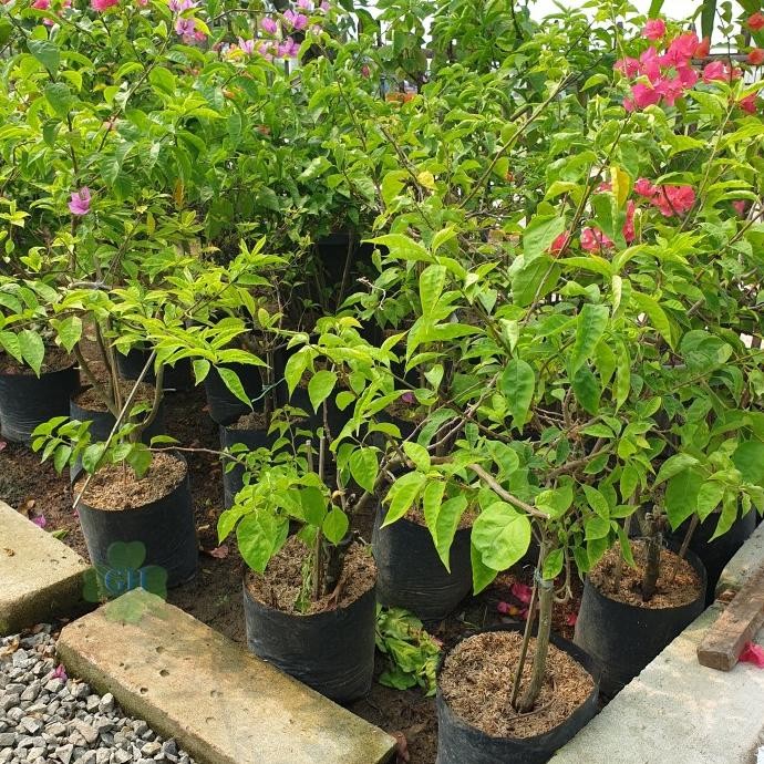 

sale! tanaman hias pohon bunga bougenville bibit bugenvil kembang kertas