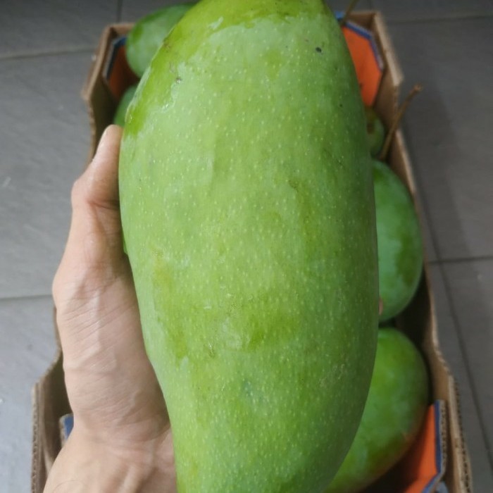 

Mangga Kiojay / Kijoy Thailand (10 KG) Fresh