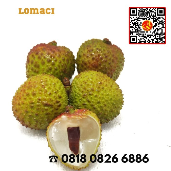 

BUAH LOMACI LECI TAIWAN MANISS FULL BANYAK AIR BIJI KECIL