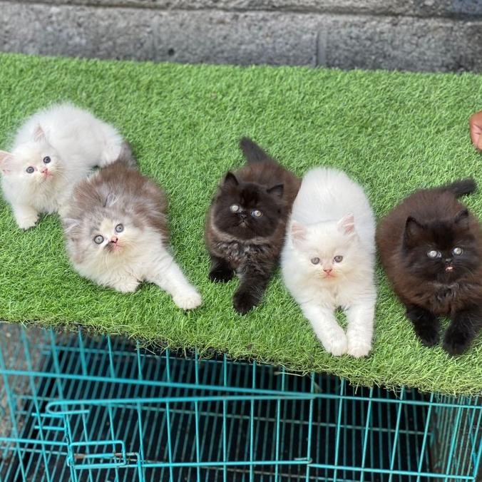KUCING KITTEN RAS PERSIA LONGHAIR BULU KAPAS JANTAN BETINA TERLARIS