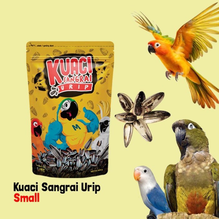 

KUACI SANGRAI URIP SMALL KWACI PREMIUM BEST QUALITY FOR PARROTS