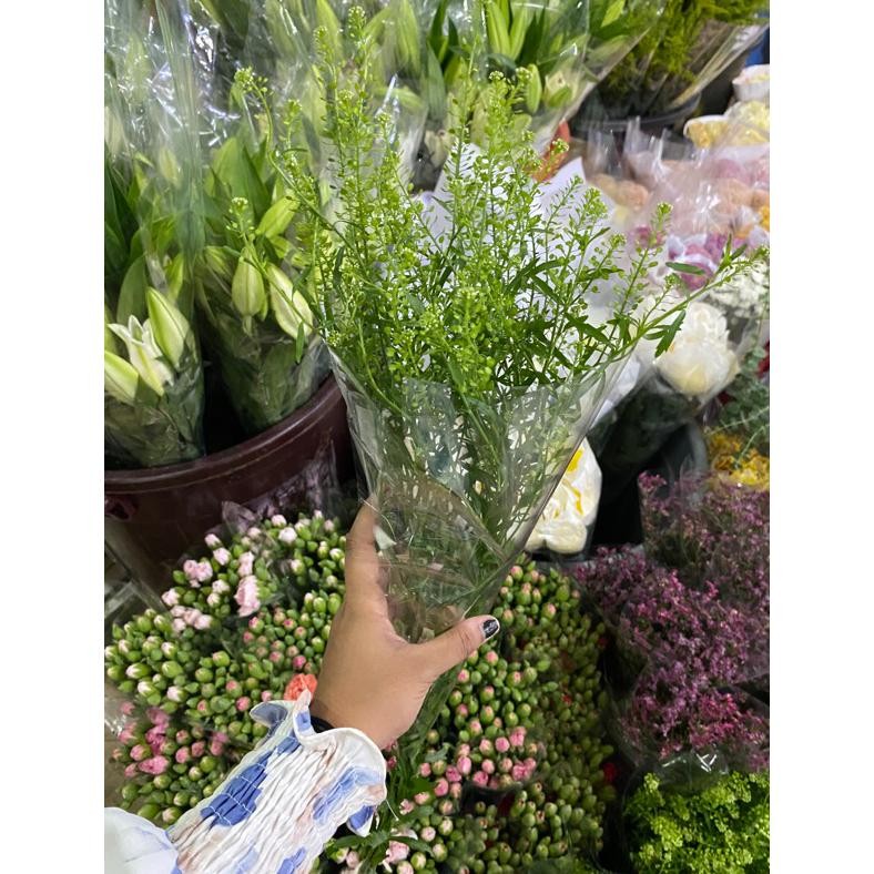 2.2 FS bunga Thlaspi segar