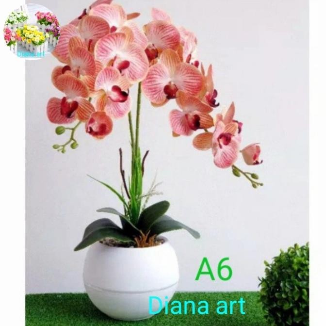 MURAH anggrek jumbo latex#anggrek bulan latex#anggrek hias#bunga anggrek#