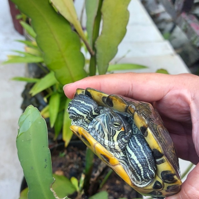 HOT SALE KURA YELLOW BELLY HYBRID x RES