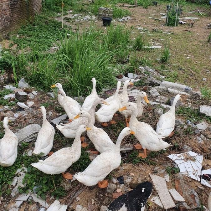 

Bebek Peking Fresh Hidup Daging Unggas Top Grade Kualitas Unggul