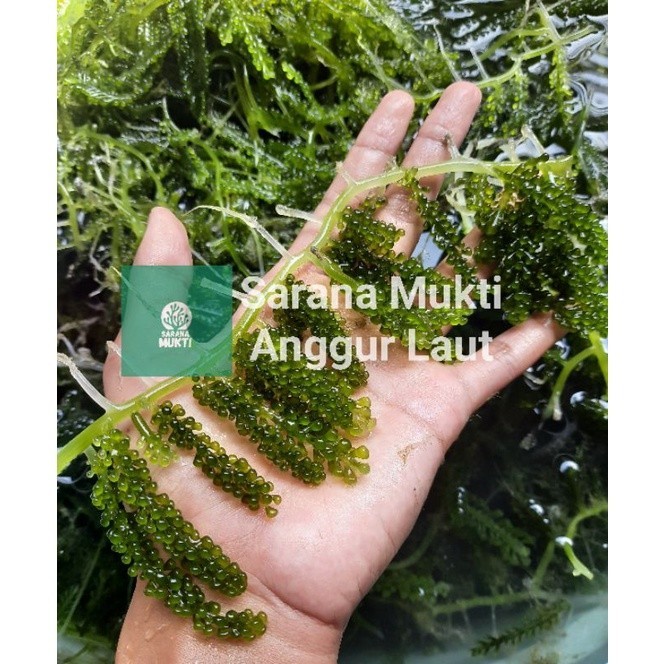 

Ada!!! Anggur Laut/Sea Grapes/Latoh/Lawi-lawi/Umibudo Segar (Produk Lama Tidak Sengaja Terhapus)