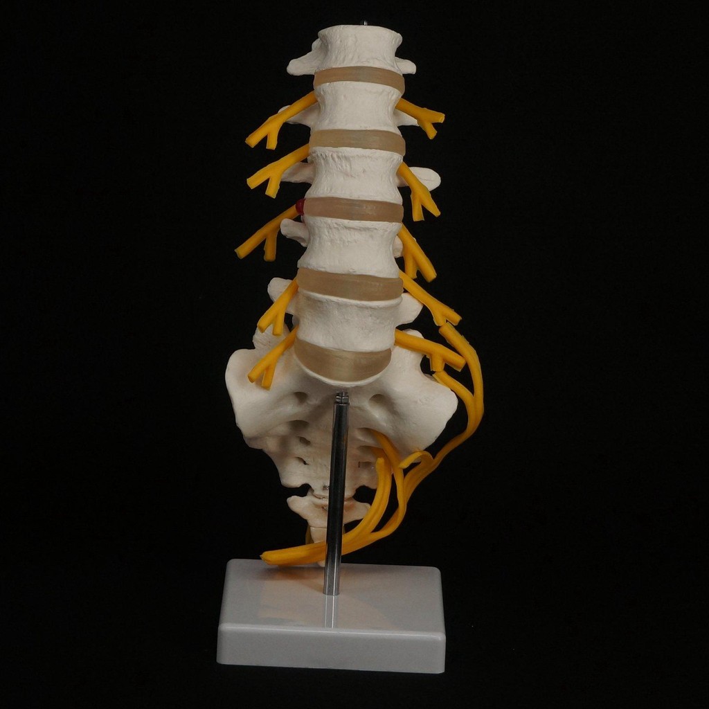 Lumbar Cauda Equina Spine Sacrum Coccyx Spinal Nerve Neural Skeleton Model