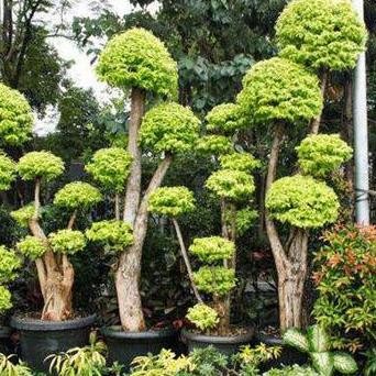 paket 4 batang tanaman hias anting putri/pohon anting putri